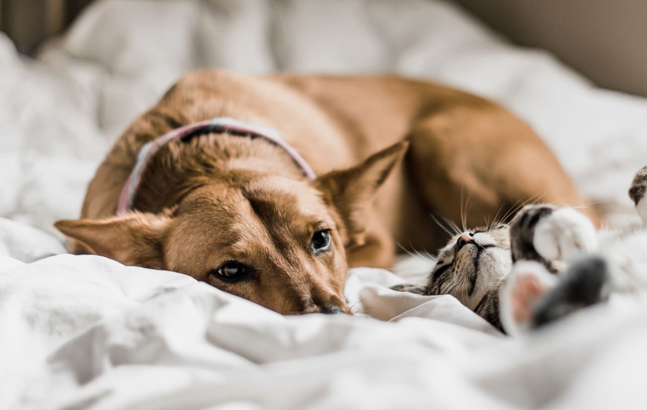 Specialty Vets at Lincoln Road Veterinary Clinic
