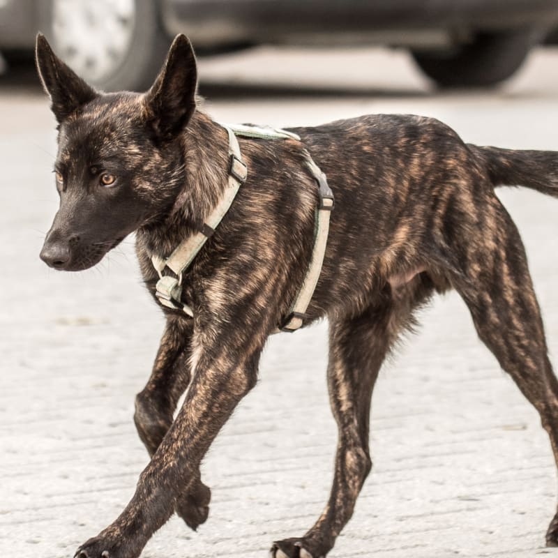 Dog Vaccinations in Grants Pass